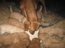 Nov. 1st doodles and the dam. (pure bred golden retriever)