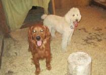 <p>parents of Golden Doodle puppies</p>