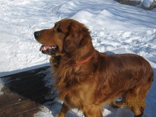 This is Lincoln of Island Farm. Our darkest sire.